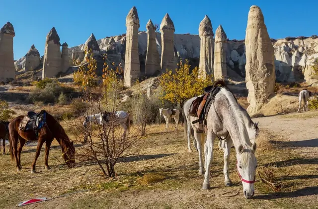 Cavalli in sosta vicino alle formazioni rocciose della Cappadocia durante un tour locale