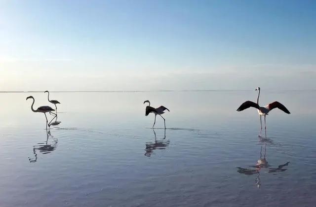 Flamencos con reflejos en el Lago Salado de Turquía
