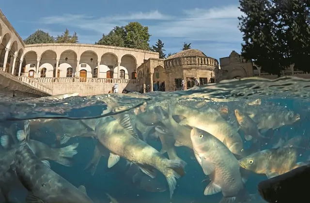 An underwater split-level view of Balıklıgöl in Şanlıurfa captures dozens of large sacred carp swimming just below the surface, while the stone arches and dome of the Halil-ur Rahman Mosque rise above the waterline in the background.